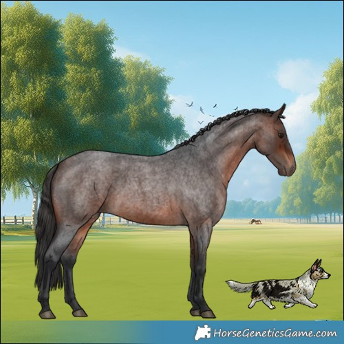 Horse Color:Brown Roan 