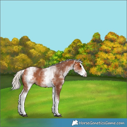 Horse Color:White Spotted Silver Bay Splash 