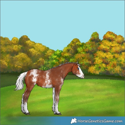 Horse Color:White Spotted Silver Bay Splash 