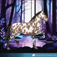 Horse Color:Liver Red Dun Appaloosa 