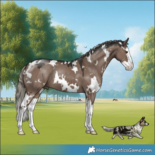 Horse Color:White Spotted Liver Red Dun Mushroom Splash 