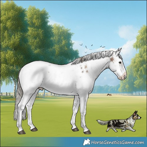 Horse Color:Liver Red Onyx Mushroom Sabino 