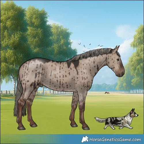 Horse Color:Liver Red Dun Mushroom Rabicano Brindle 