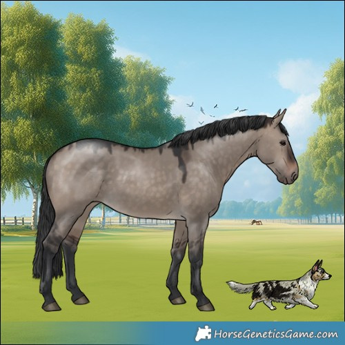 Horse Color:Brown Dun Mushroom Rabicano 