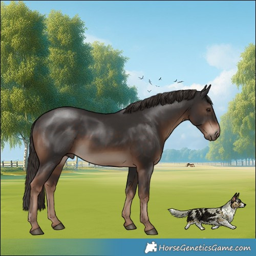 Horse Color:Liver Chestnut 