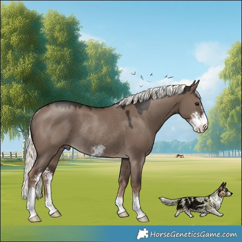 Horse Color:Liver Red Dun Mushroom Sabino Rabicano 