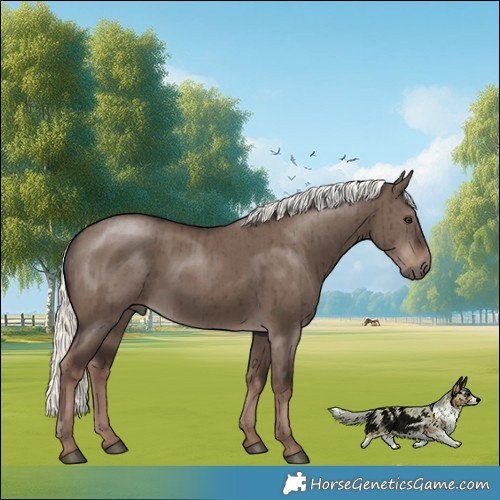 Horse Color:Liver Red Dun Mushroom Rabicano Brindle 