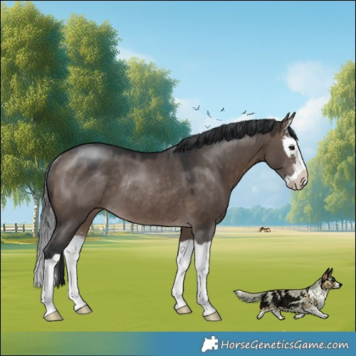 Horse Color:Brown Dun Mushroom Splash Rabicano