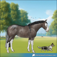 Horse Color:Brown Dun Mushroom Splash Rabicano 