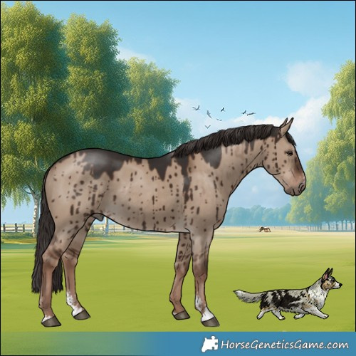 Horse Color:Liver Red Dun Sabino Rabicano Brindle 