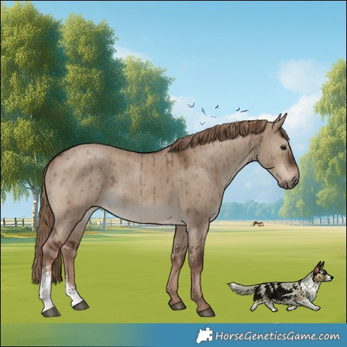 Horse Color:Liver Red Dun Sabino Rabicano Brindle 