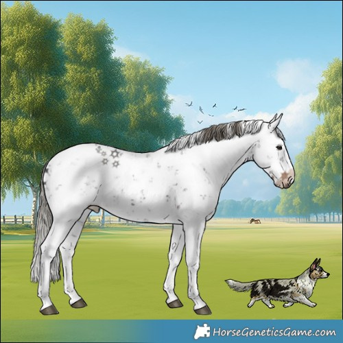 Horse Color:Liver Chestnut Mushroom Sabino 