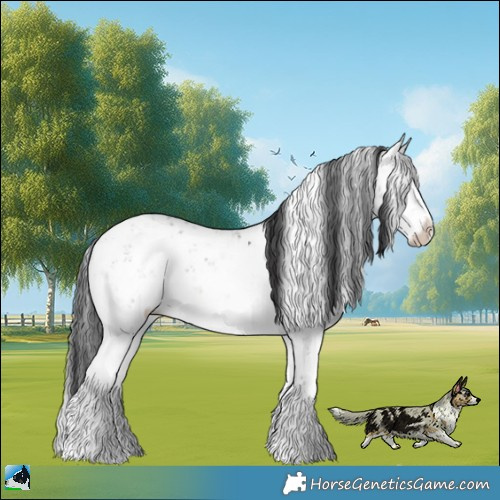 Horse Color:Brown Dun Sabino Rabicano Brindle