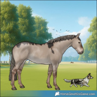 Horse Color:Liver Red Dun Mushroom 