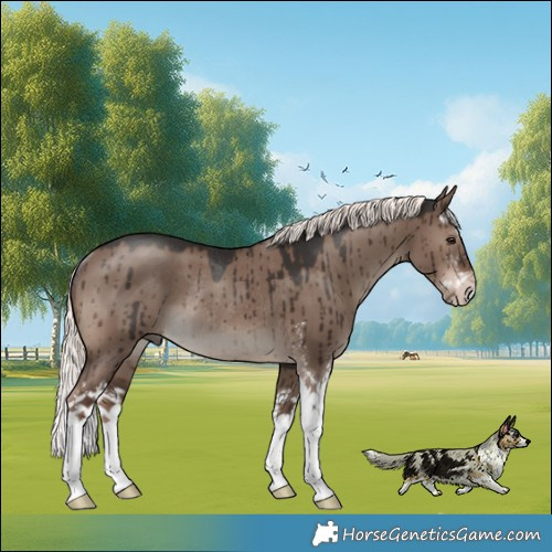 Horse Color:Liver Red Dun Mushroom Sabino Splash Rabicano Brindle 