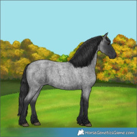 Horse Color:Blue Roan 