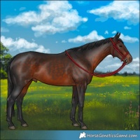 Horse Color:Brown 