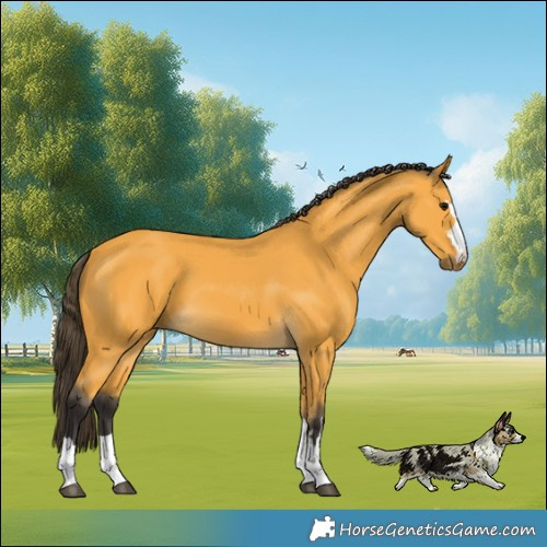Horse Color:Buckskin 