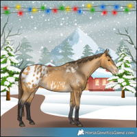 Horse Color:Buckskin Appaloosa 