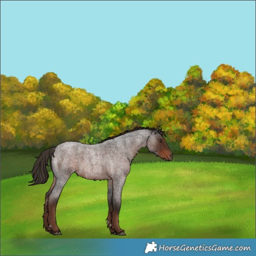 Horse Color:Liver Red Roan 