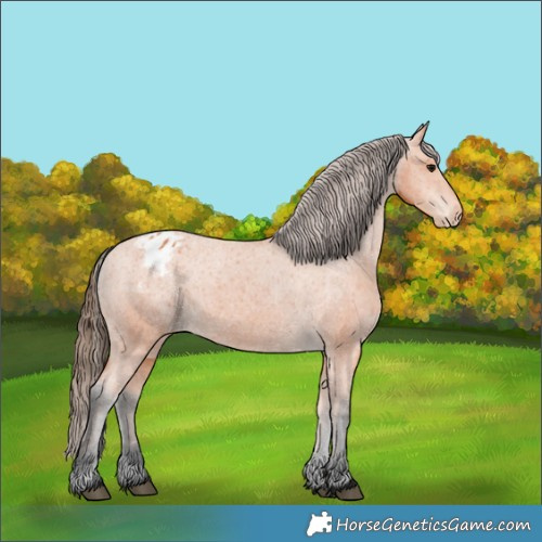 Horse Color:Bay Appaloosa 