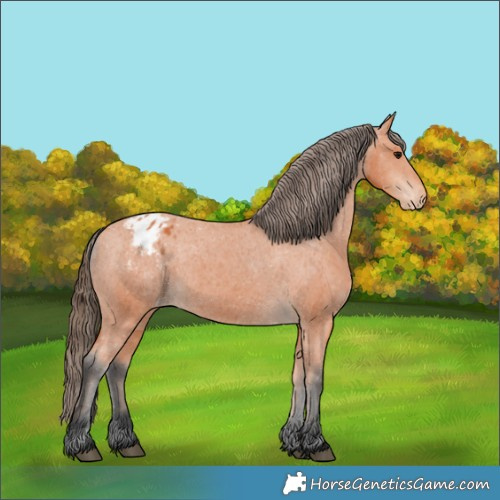 Horse Color:Bay Appaloosa 