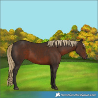 Horse Color:Liver Chestnut 