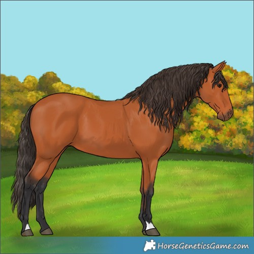 Horse Color:Bay 