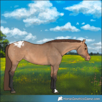 Horse Color:Bay Dun Appaloosa 