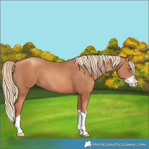 Horse Color:Gold Champagne Splash