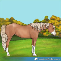 Horse Color:Gold Champagne Splash 