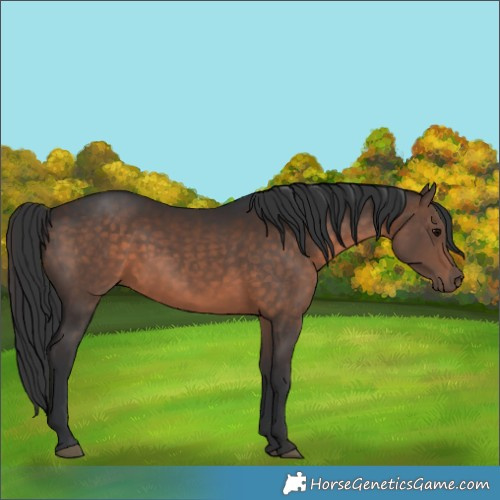 Horse Color:Brown 