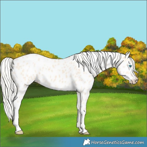 Horse Color:Cremello Near Leopard 