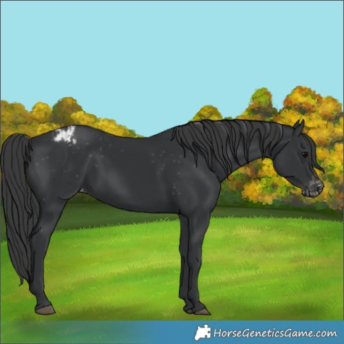 Horse Color:Black Varnish Rabicano 