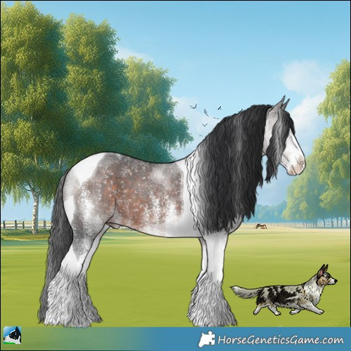 Horse Color:White Spotted Brown Tobiano 