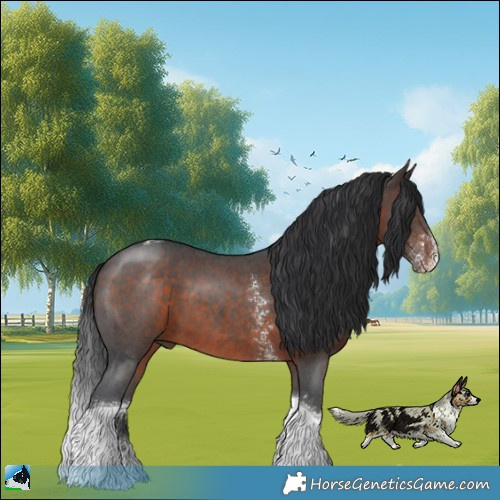 Horse Color:Brown Sabino Tobiano 