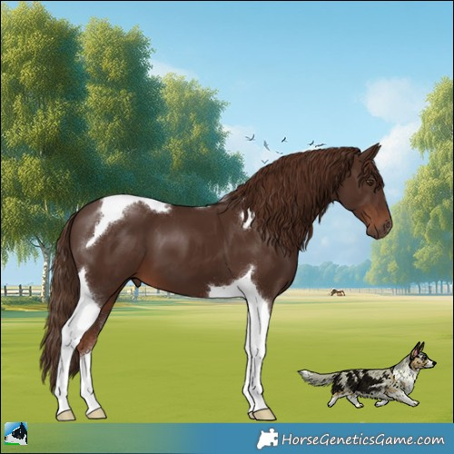 Horse Color:Liver Chestnut Tobiano 
