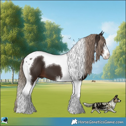 Horse Color:White Spotted Liver Chestnut Tobiano 
