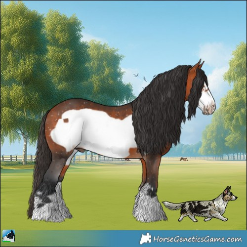 Horse Color:Bay Frame 