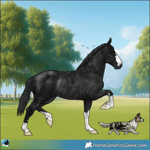 Horse Color:Platinum Black Ice Rabicano 