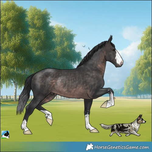 Horse Color:Platinum Brown Rabicano 