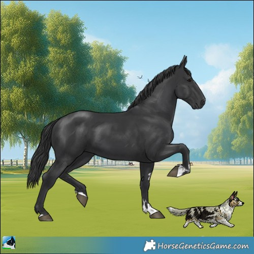 Horse Color:Platinum Black 