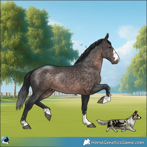 Horse Color:Platinum Brown Rabicano 