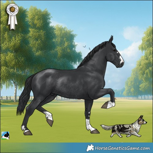 Horse Color:Platinum Black Rabicano 