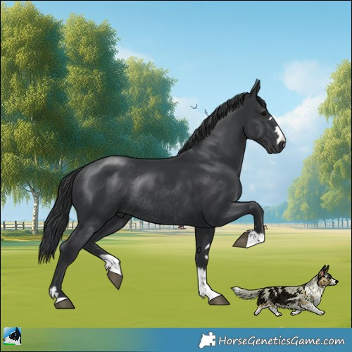 Horse Color:Platinum Black Rabicano 