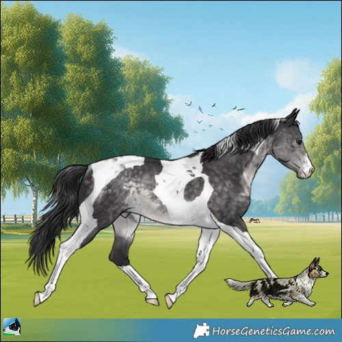 Horse Color:Platinum Buckskin Tobiano Rabicano 