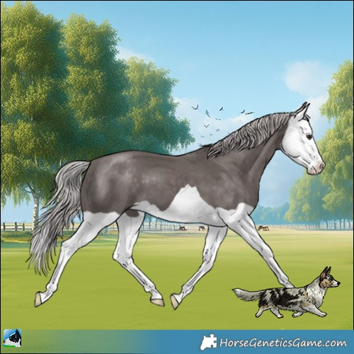 Horse Color:Platinum Chocolate Palomino Splash 