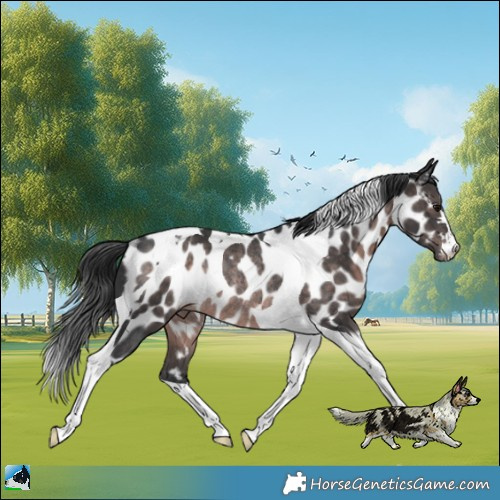 Horse Color:Platinum Brown Tobiano Near Leopard Rabicano 