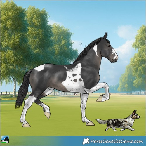 Horse Color:Platinum Black Tobiano 