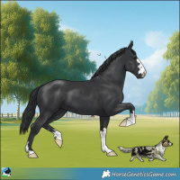 Horse Color:Platinum Black 